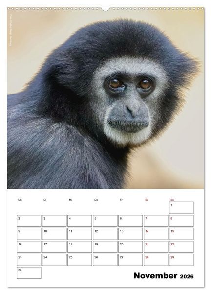 Produktbild: Augenblick der Affen 2026 (Wandkalender 2026 DIN A2 hoch), CALVENDO Monatskalender