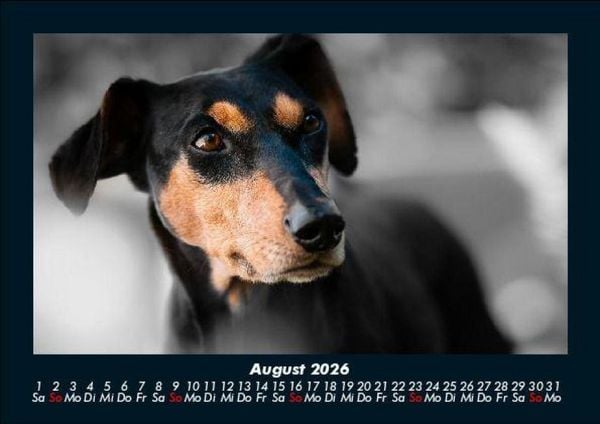 Produktbild: Hundezauber 2026 Fotokalender DIN A5