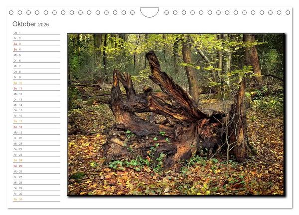 Produktbild: Der Neuenburger Urwald (Wandkalender 2026 DIN A4 quer), CALVENDO Monatskalender