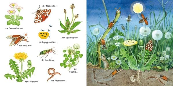 Produktbild: Mein kleines buntes Bildw&ouml;rterbuch: Krabbeltiere und Bl&uuml;mchen