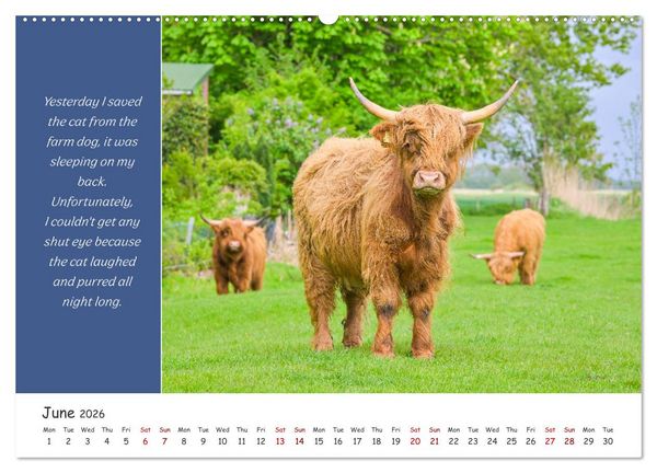 Produktbild: Animals like humour (High Quality Premium Wall Calendar 2026 DIN A2 landscape),CALVENDO 12 Month Wall Calendar