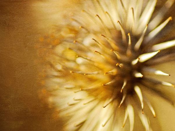 Produktbild: CALVENDO Puzzle Autumn gold | 1000 Teile Lege-Gr&ouml;&szlig;e 64x48cm Foto-Puzzle f&uuml;r gl&uuml;ckliche Stunden