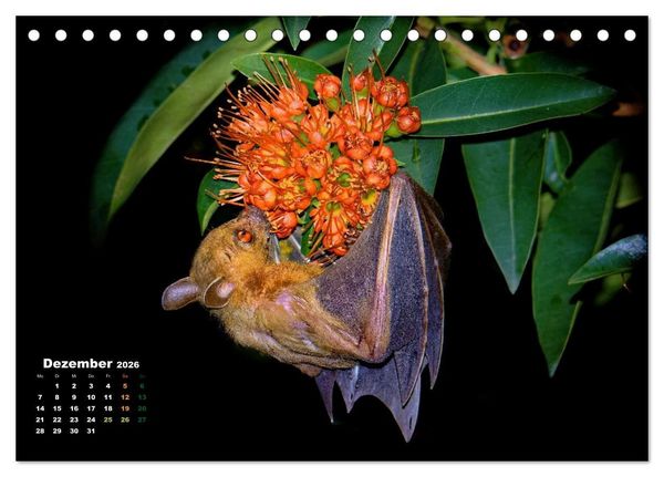 Produktbild: Flughunde - Meister der Nacht (Tischkalender 2026 DIN A5 quer), CALVENDO Monatskalender