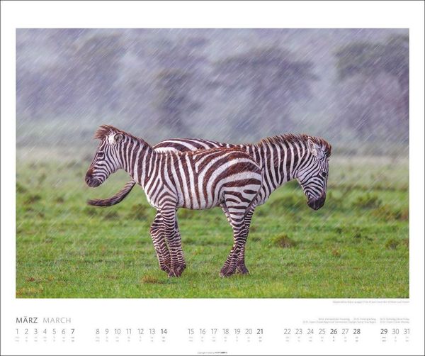 Produktbild: African Wildlife Kalender 2027