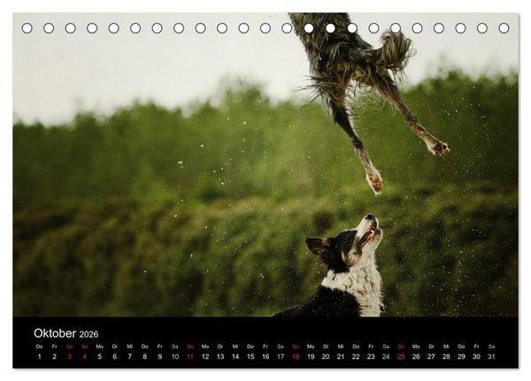 Produktbild: Der Bordercollie-Kalender (Tischkalender 2026 DIN A5 quer), CALVENDO Monatskalender