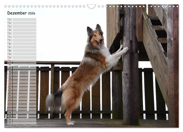 Produktbild: Highland Hawk Fame - Ein Collie begleitet durch das Jahr (Wandkalender 2026 DIN A3 quer), CALVENDO Monatskalender