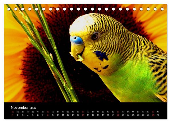 Produktbild: Wellensittiche - Naturkalender (Tischkalender 2026 DIN A5 quer), CALVENDO Monatskalender