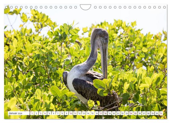 Produktbild: Galapagos-Inseln - Ein Paradies f&uuml;r Tiere (Wandkalender 2026 DIN A4 quer), CALVENDO Monatskalender