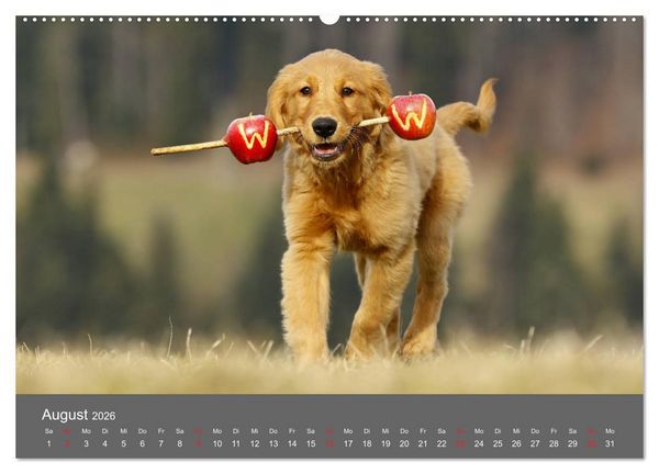 Produktbild: Chesley Kleiner Hund grosse Abenteuer (Wandkalender 2026 DIN A2 quer), CALVENDO Monatskalender