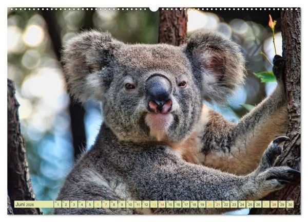 Produktbild: Koala - kleiner Teddy (hochwertiger Premium Wandkalender 2026 DIN A2 quer), Kunstdruck in Hochglanz