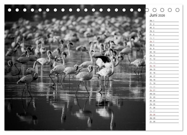 Produktbild: Flamingo Impressionen 2026 (Tischkalender 2026 DIN A5 quer), CALVENDO Monatskalender