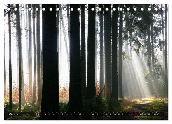 Produktbild: Erleuchtung im Wald (Tischkalender 2026 DIN A5 quer), CALVENDO Monatskalender