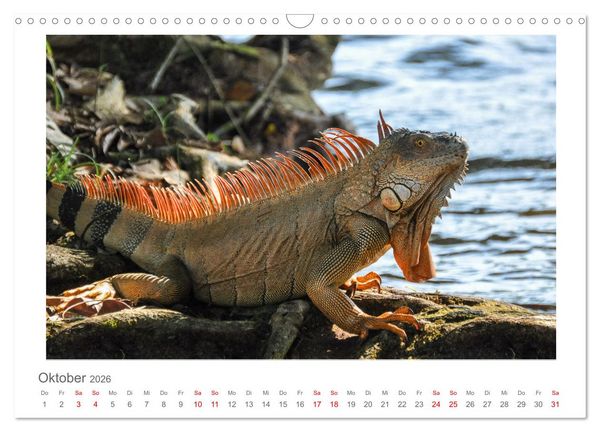 Produktbild: Costa Rica - unterwegs mit Julia Hahn (Wandkalender 2026 DIN A3 quer), CALVENDO Monatskalender