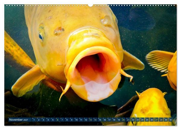 Produktbild: Koi: Juwelen im Teich (hochwertiger Premium Wandkalender 2027 DIN A2 quer), Kunstdruck in Hochglanz