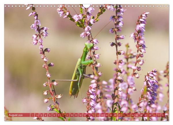 Produktbild: Naturpark Niederlausitzer Heidelandschaft - Heidebl&uuml;te (Wandkalender 2026 DIN A3 quer), CALVENDO Monatskalender