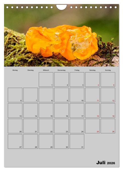 Produktbild: Quer durch die Pilze (Wandkalender 2026 DIN A4 hoch), CALVENDO Monatskalender
