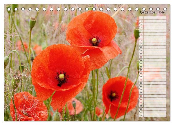 Produktbild: Klatschmohn im Feld (Tischkalender 2026 DIN A5 quer), CALVENDO Monatskalender
