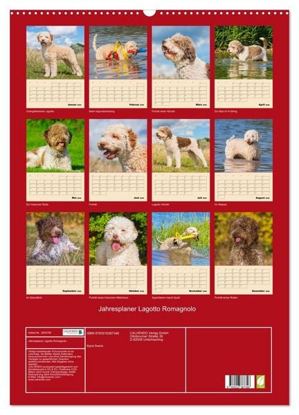 Produktbild: Jahresplaner Lagotto Romagnolo (Wandkalender 2026 DIN A2 hoch), CALVENDO Monatskalender