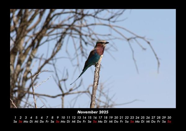Produktbild: V&ouml;gel 2025 Fotokalender DIN A3