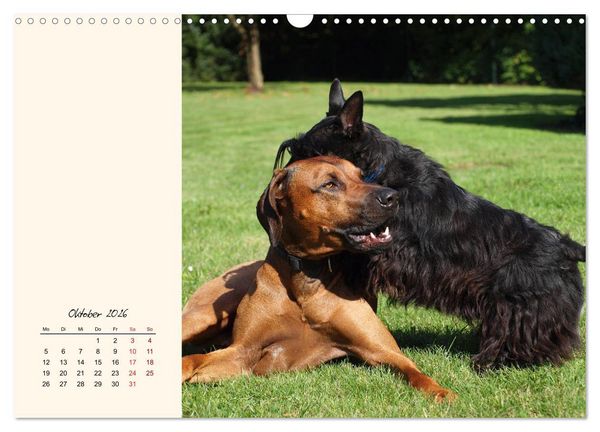 Produktbild: Scottish Terrier - Charmantes Rauhbein (Wandkalender 2026 DIN A3 quer), CALVENDO Monatskalender