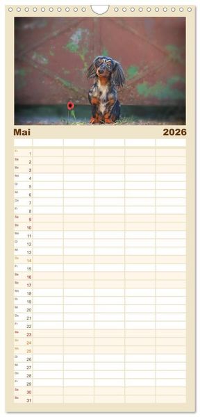 Produktbild: Familienplaner 2026 - Der Dackel mit 5 Spalten (Wandkalender, 21 x 45 cm) CALVENDO