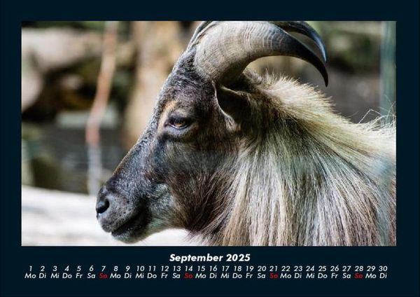 Produktbild: Tiere auf dem Bauernhof 2025 Fotokalender DIN A4