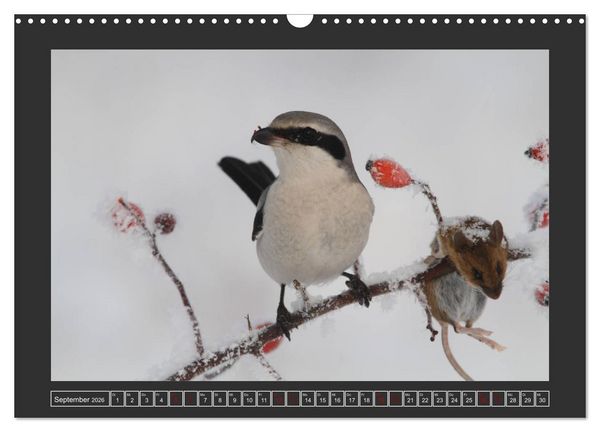 Produktbild: Winterzauber - Tiere in Eis und Schnee (Wandkalender 2026 DIN A3 quer), CALVENDO Monatskalender