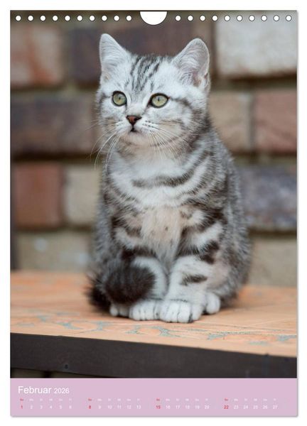 Produktbild: Tierkinder Hunde und Katzen (Wandkalender 2026 DIN A4 hoch), CALVENDO Monatskalender