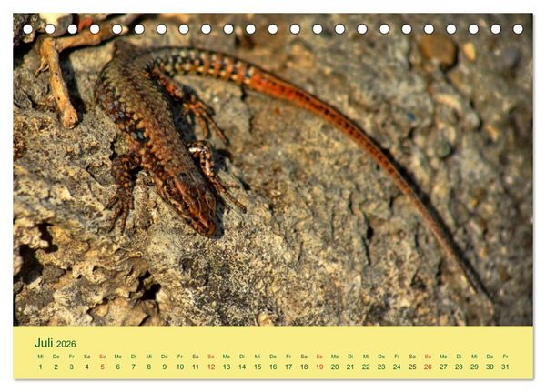 Produktbild: Flinke Eidechsen (Tischkalender 2026 DIN A5 quer), CALVENDO Monatskalender