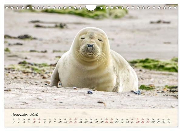 Produktbild: Brut- und Setzzeit. Neues Leben entsteht. (Wandkalender 2026 DIN A4 quer), CALVENDO Monatskalender