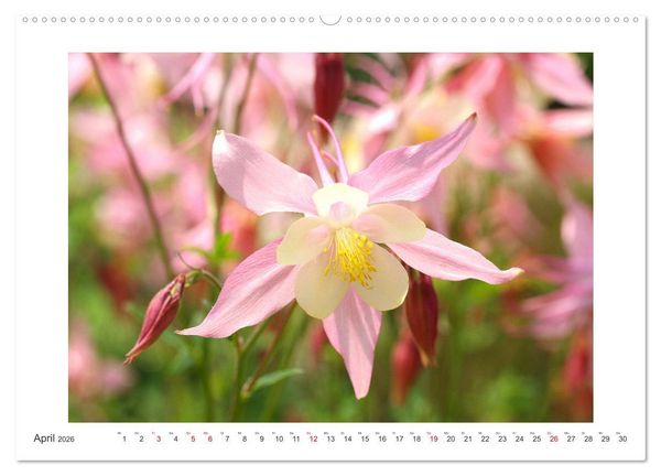Produktbild: Akeleien im Garten (hochwertiger Premium Wandkalender 2026 DIN A2 quer), Kunstdruck in Hochglanz
