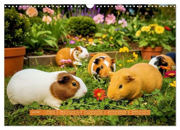 Produktbild: Kleine s&uuml;&szlig;e Meerschweinchen (Wandkalender 2027 DIN A3 quer), CALVENDO Monatskalender