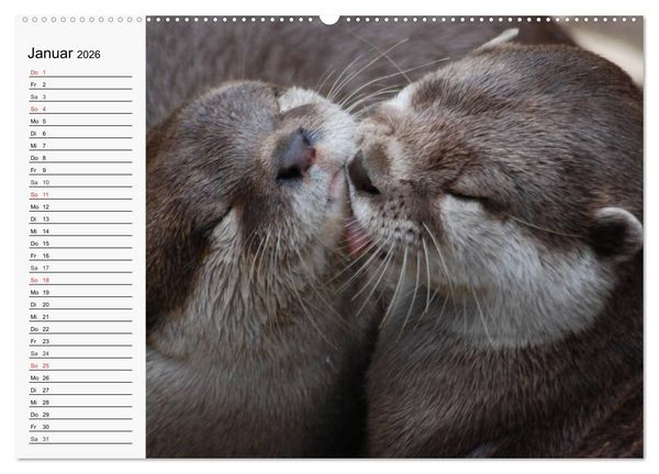 Produktbild: Seehunde und Otter. Putzige Gesellen, perfekte Schwimmer (Wandkalender 2026 DIN A2 quer), CALVENDO Monatskalender