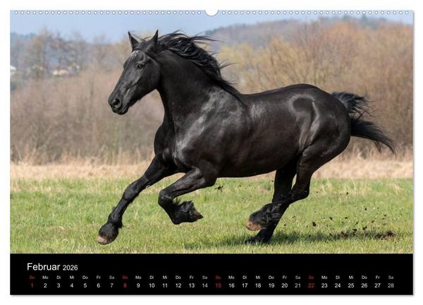 Produktbild: Friesen - Sch&ouml;nheit, Kraft und Eleganz (hochwertiger Premium Wandkalender 2026 DIN A2 quer), Kunstdruck in Hochglanz