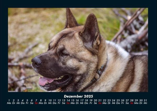 Produktbild: Der Hundekalender 2025 Fotokalender DIN A4
