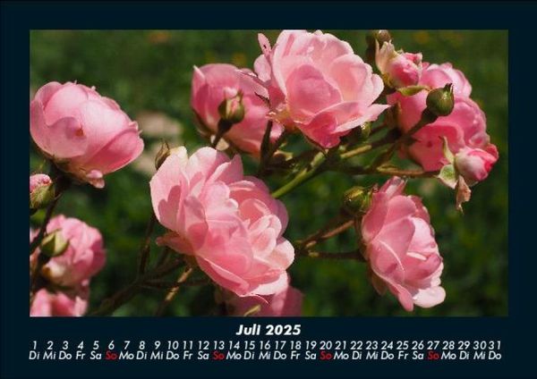 Produktbild: Rosen-Kalender 2025 Fotokalender DIN A5