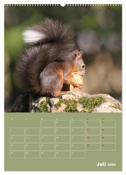 Produktbild: Eichh&ouml;rnchen - Planer (Wandkalender 2026 DIN A2 hoch), CALVENDO Monatskalender