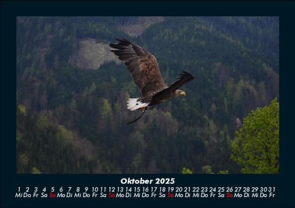 Produktbild: Adler 2025 Fotokalender DIN A5