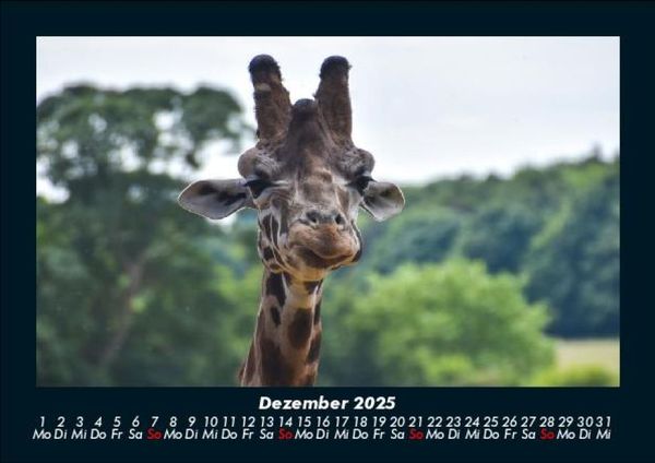 Produktbild: Giraffen 2025 Fotokalender DIN A5