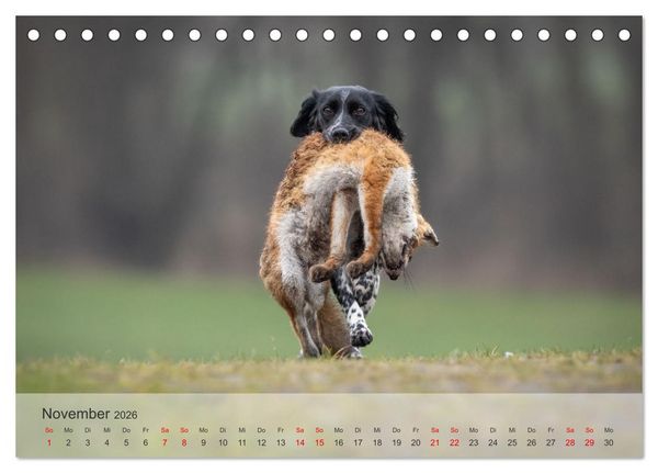 Produktbild: Treue Jagdgef&auml;hrten - Kleine Jagdhunde im Einsatz (Tischkalender 2026 DIN A5 quer), CALVENDO Monatskalender