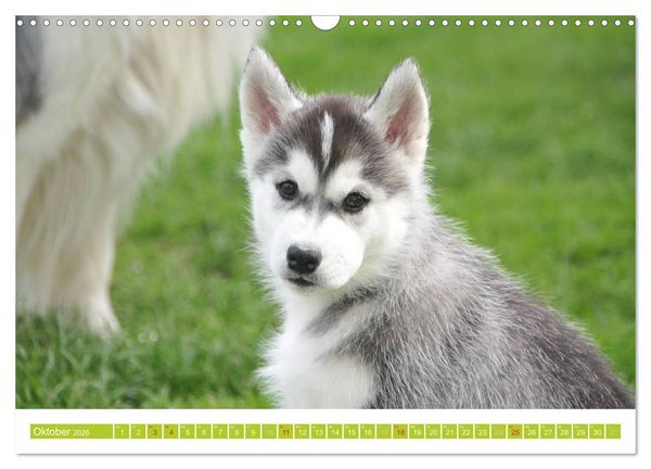 Produktbild: Siberian Husky - der Urtyp (Wandkalender 2026 DIN A3 quer), CALVENDO Monatskalender