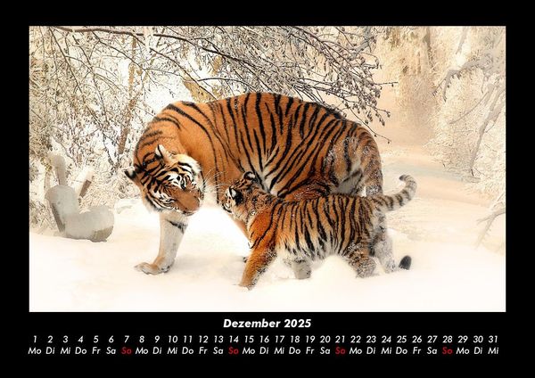 Produktbild: Tiger 2025 Fotokalender DIN A3