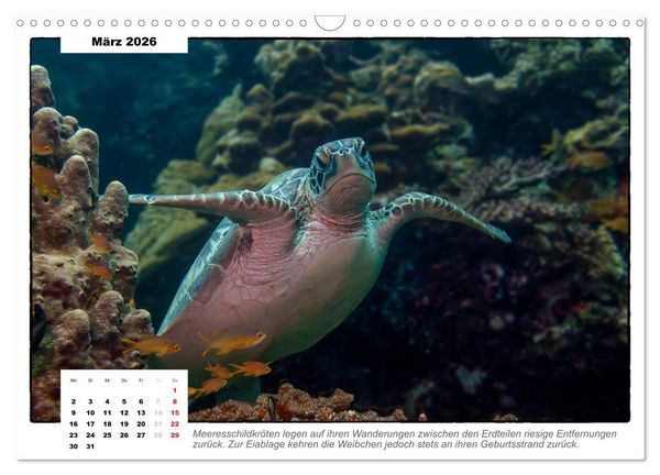 Produktbild: Meeresschildkr&ouml;ten, die Nomaden der Meere (Wandkalender 2026 DIN A3 quer), CALVENDO Monatskalender