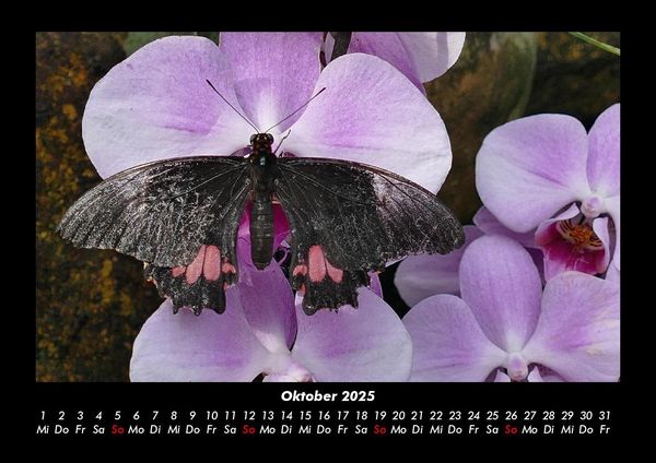 Produktbild: Blumenzauber 2025 Fotokalender DIN A3