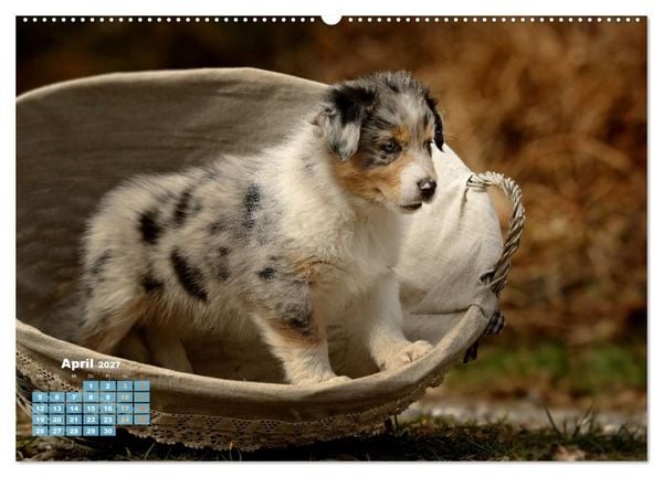 Produktbild: Lillyfee und ein K&ouml;rbchen voller Gl&uuml;ck (Wandkalender 2027 DIN A2 quer), CALVENDO Monatskalender