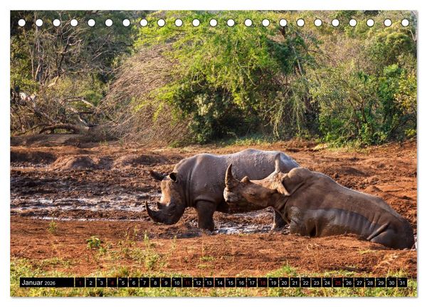 Produktbild: Afrikas Tierwelt: Nash&ouml;rner (Tischkalender 2026 DIN A5 quer), CALVENDO Monatskalender