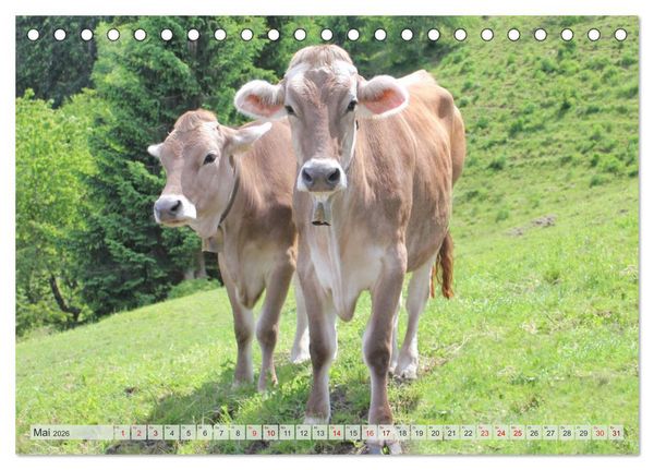 Produktbild: Alpenrinder (Tischkalender 2026 DIN A5 quer), CALVENDO Monatskalender