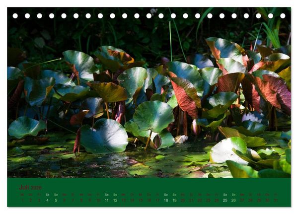 Produktbild: Gartenfl&uuml;stern (Tischkalender 2026 DIN A5 quer), CALVENDO Monatskalender