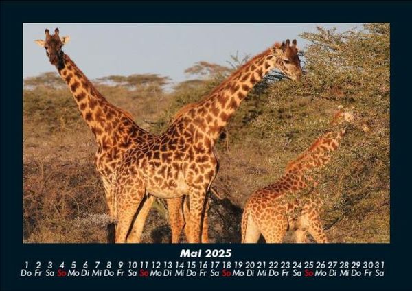 Produktbild: Giraffen 2025 Fotokalender DIN A5