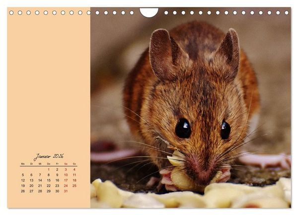 Produktbild: Mausige Zeiten! Putzige Gesellen mit Knopfaugen (Wandkalender 2026 DIN A4 quer), CALVENDO Monatskalender